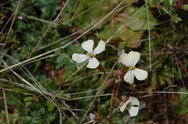 flores blancas  de un arbusto